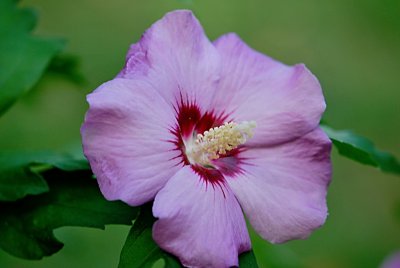 Hibiscus syriacus - ibišek syrský - květ - detail